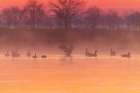 Canada Geese in wetland at sunrise in fog-Marion County-Illinois Art Print